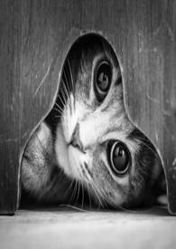 猫的报恩动画电影国语版