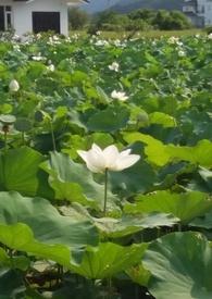 花神gl
