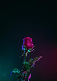 我只想为你唱一首老情歌