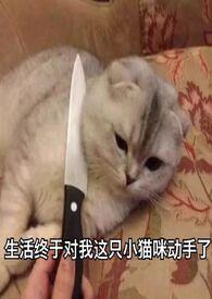 旧爱新欢停更
